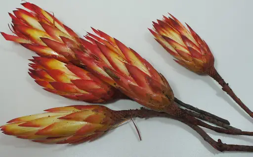 Sušený kvet Protea Repens 12x25cm/červená