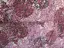 Plátno PES Mitzy kvety abstrakt/fialovoslivkový
